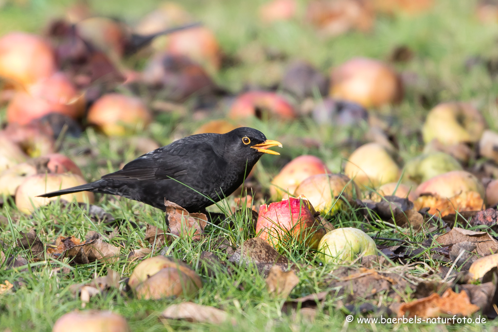 Amsel, Schwarzdrossel