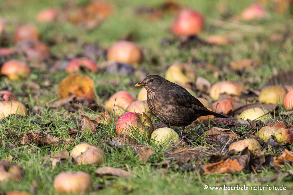 Amsel, Schwarzdrossel