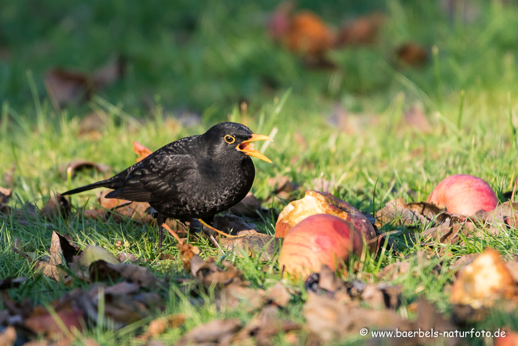 Amsel, Schwarzdrossel