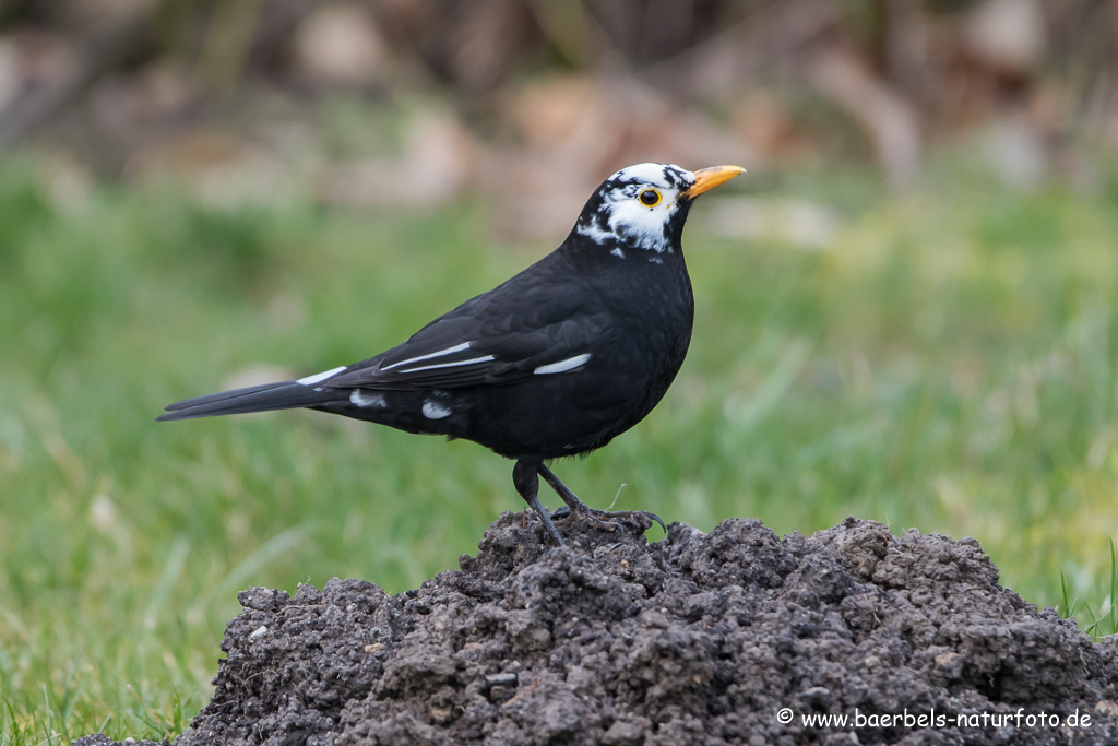 Amsel, Schwarzdrossel