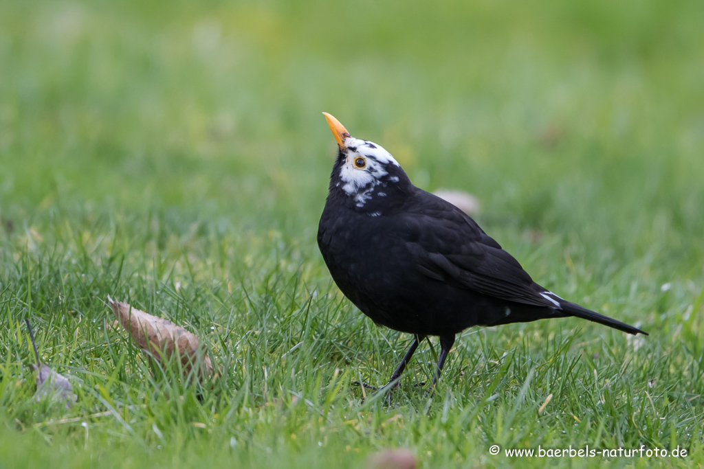 Amsel, Schwarzdrossel