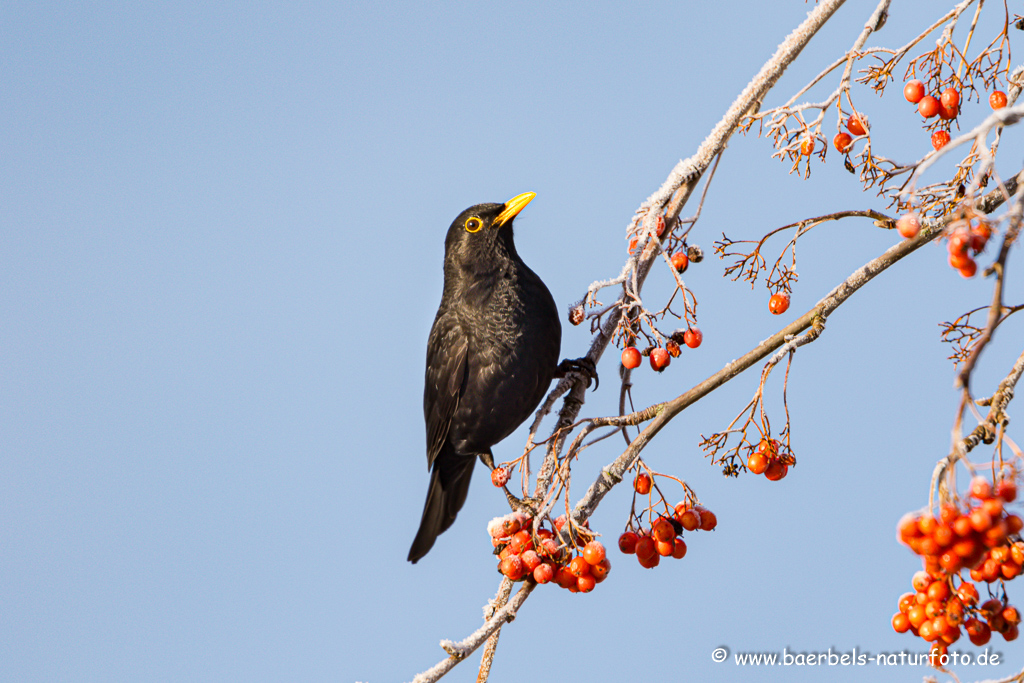 Amsel, Schwarzdrossel