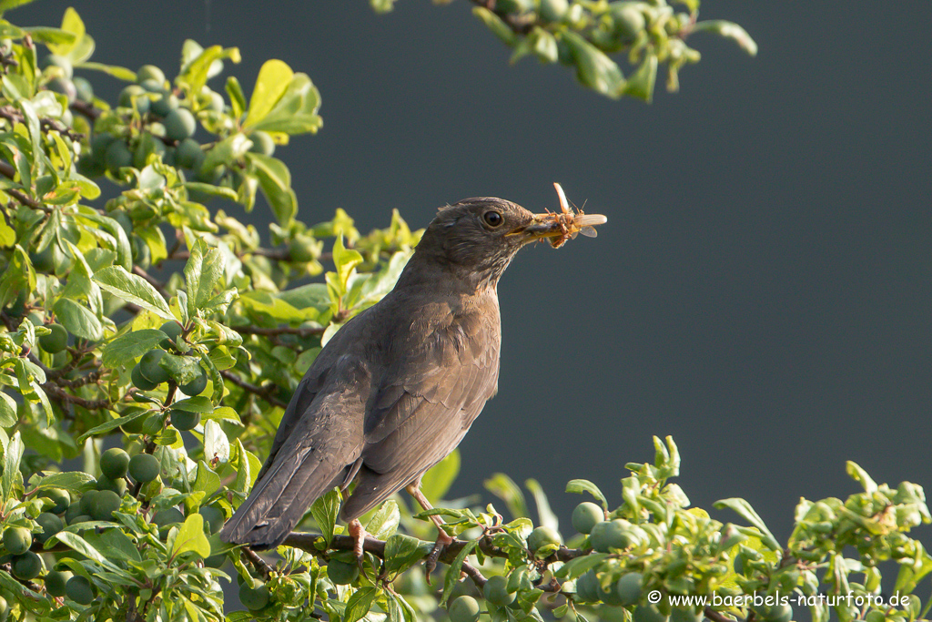 Amsel, Schwarzdrossel