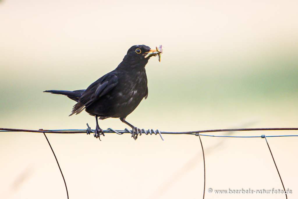 Amsel, Schwarzdrossel