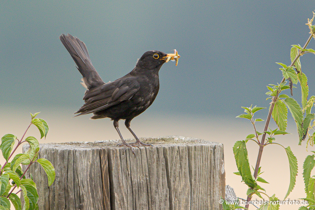 Amsel, Schwarzdrossel