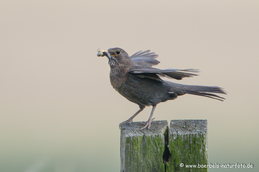 Amsel, Schwarzdrossel