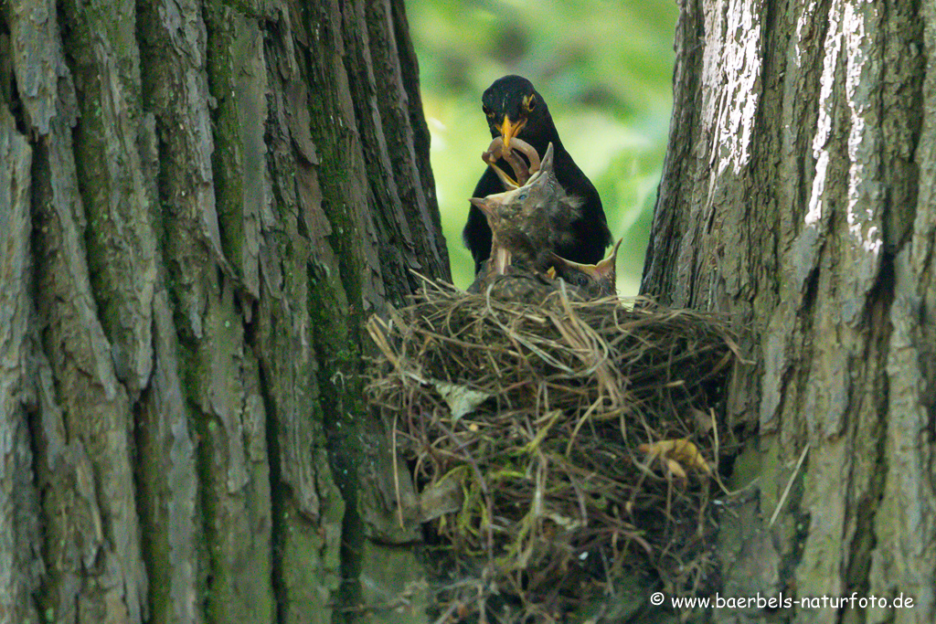 Amsel, Schwarzdrossel