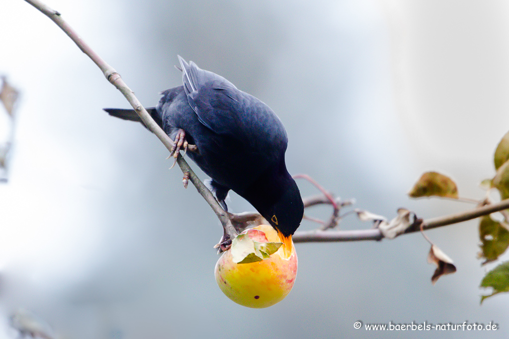 Amsel, Schwarzdrossel