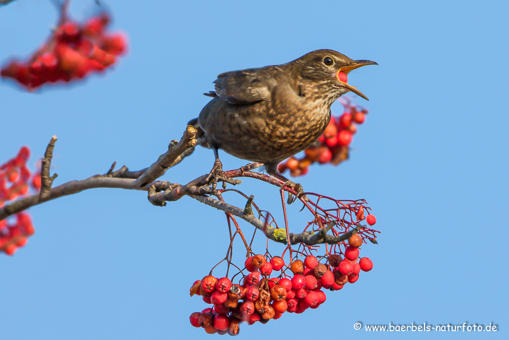 Amsel, Schwarzdrossel