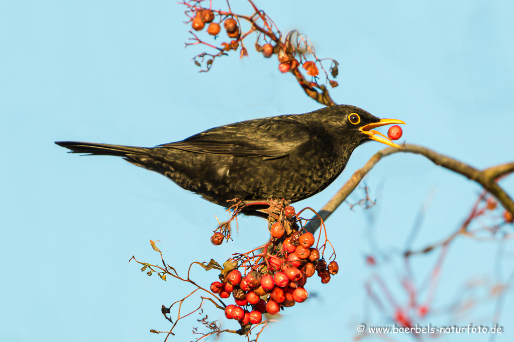 Amsel, Schwarzdrossel