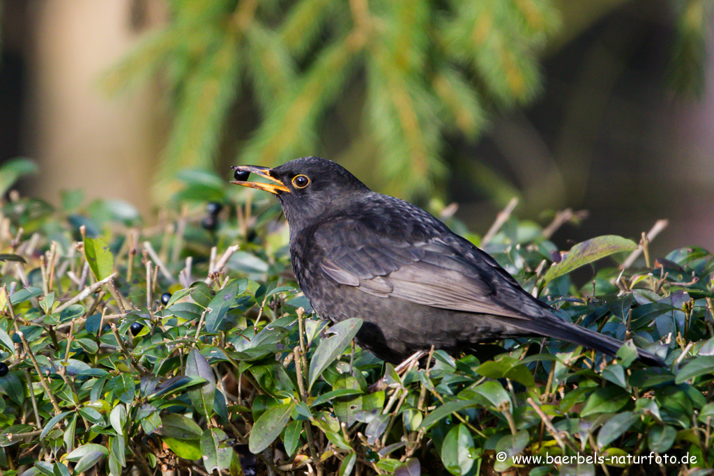 Amsel, Schwarzdrossel