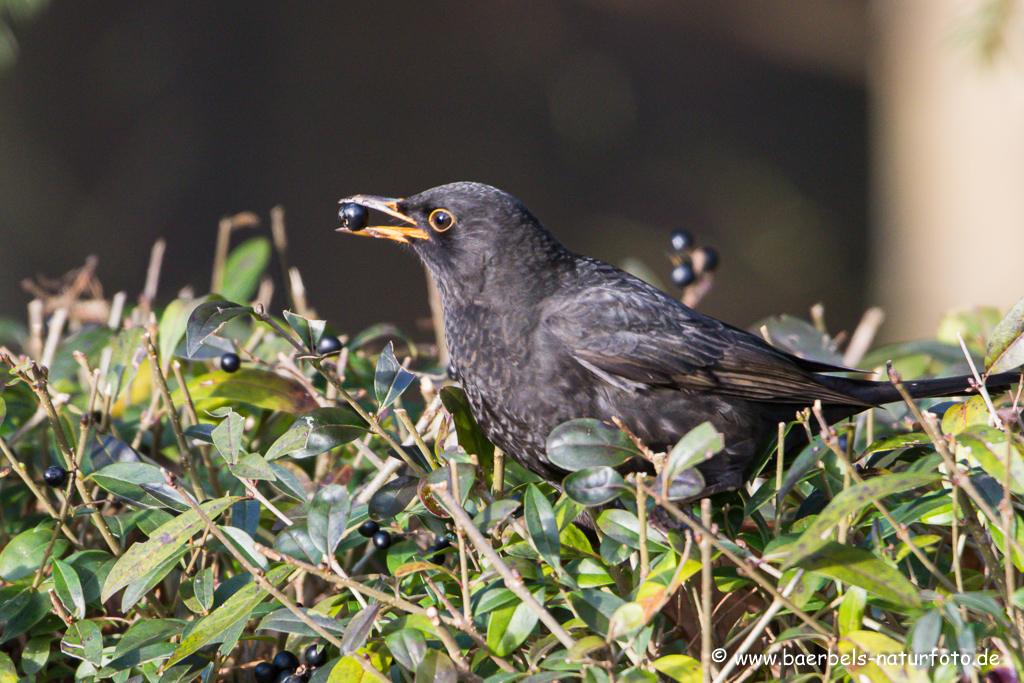 Amsel, Schwarzdrossel