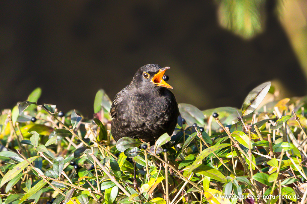 Amsel, Schwarzdrossel