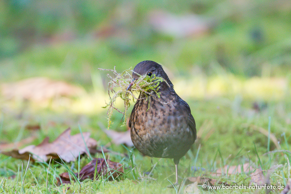 Amsel, Schwarzdrossel