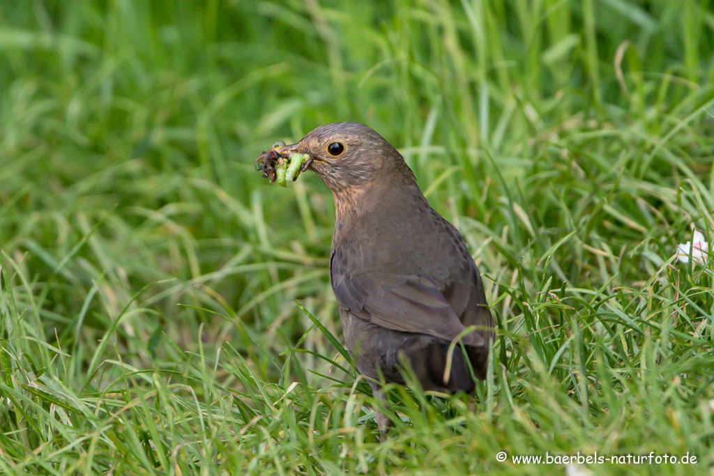 Amsel, Schwarzdrossel