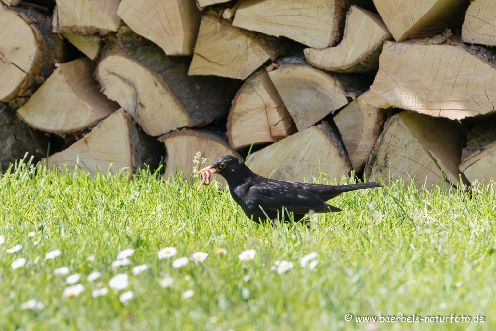 Amsel, Schwarzdrossel