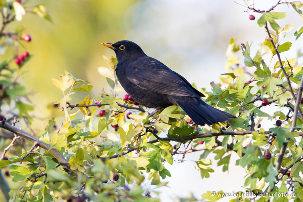 Amsel, Schwarzdrossel