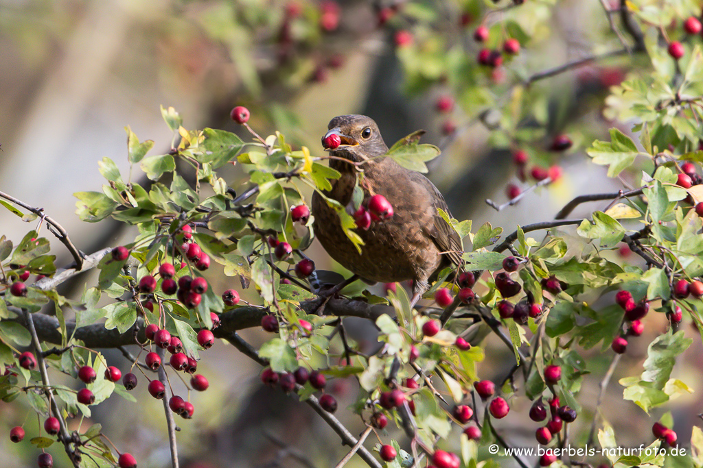 Amsel, Schwarzdrossel