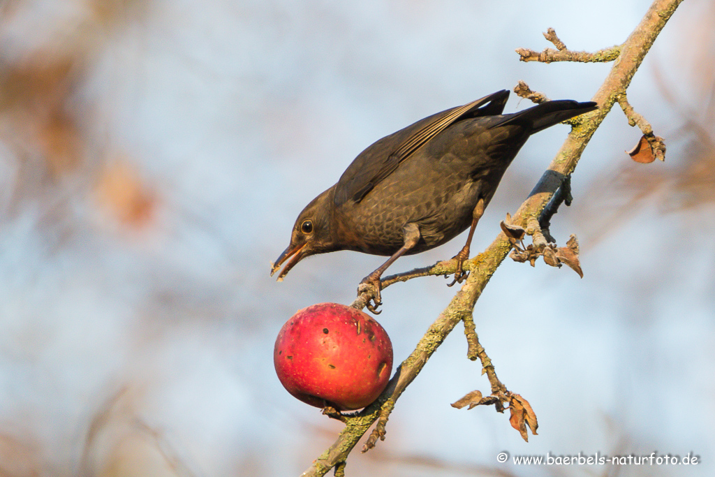 Amsel, Schwarzdrossel