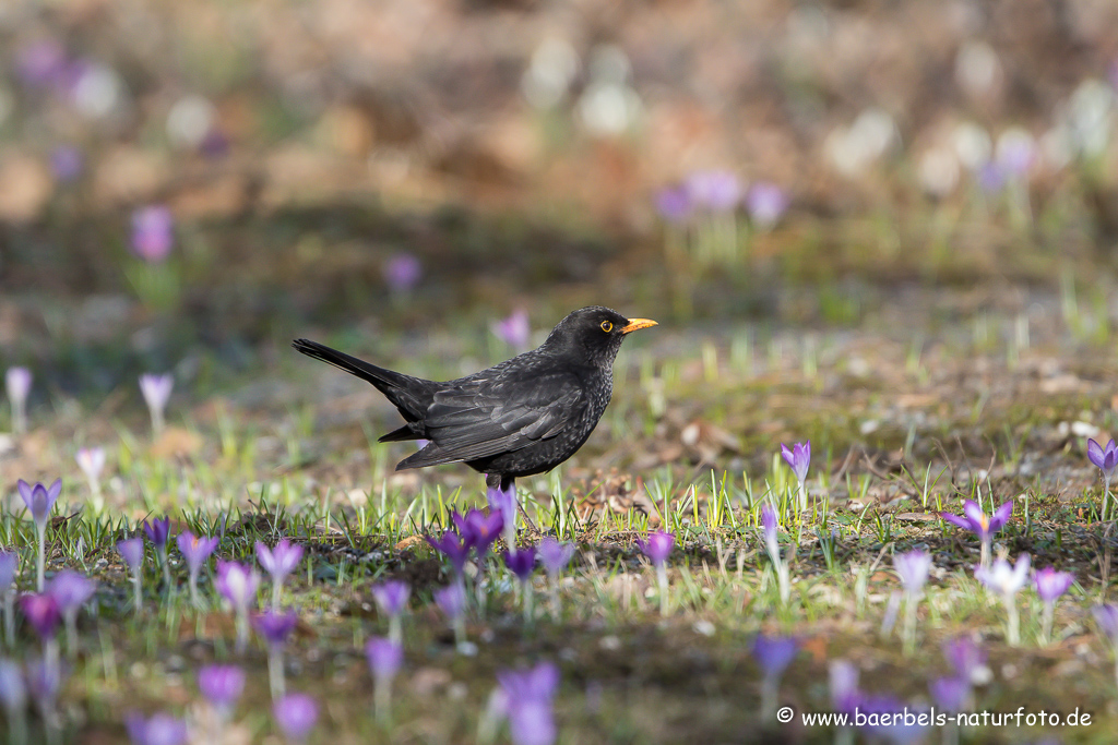 Amsel, Schwarzdrossel