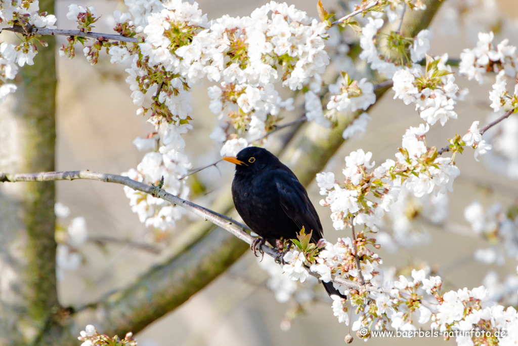 Amsel, Schwarzdrossel