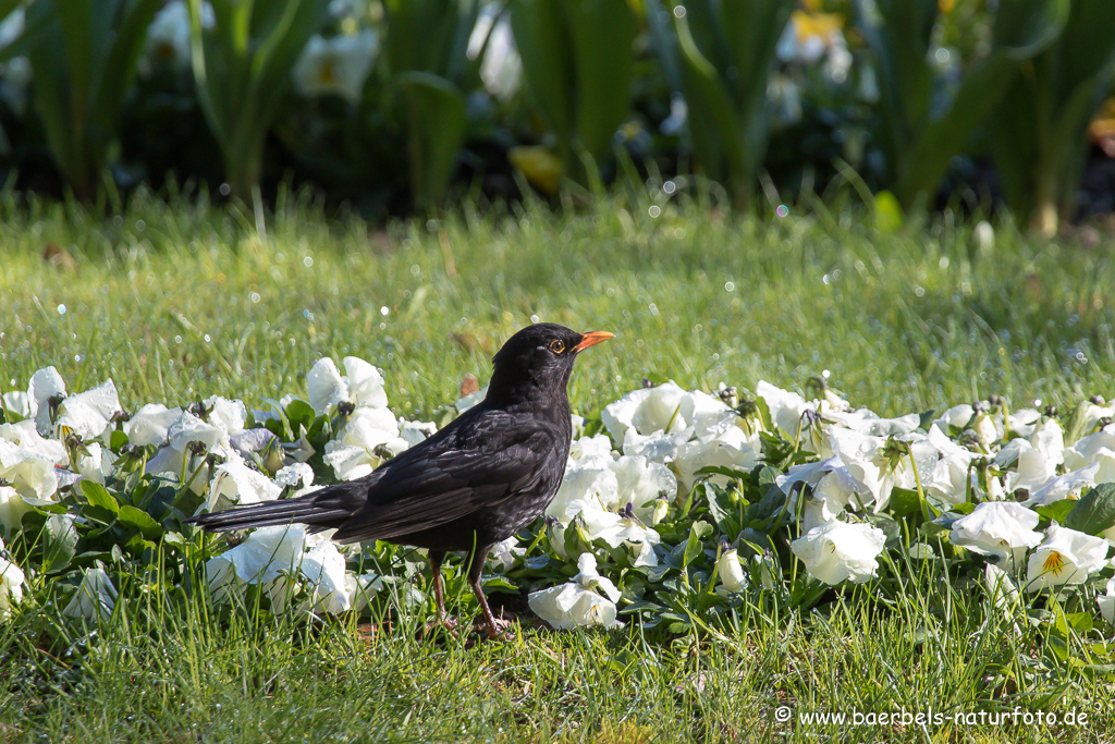 Amsel, Schwarzdrossel