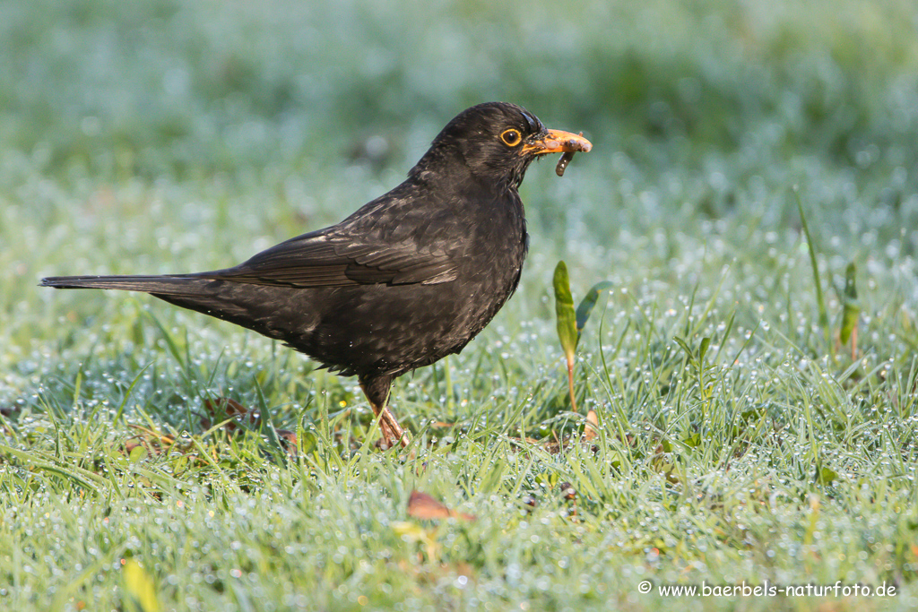 Amsel, Schwarzdrossel