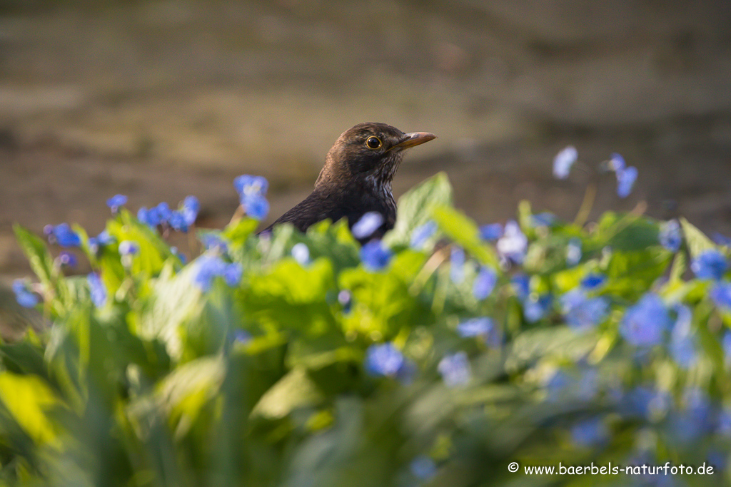 Amsel, Schwarzdrossel