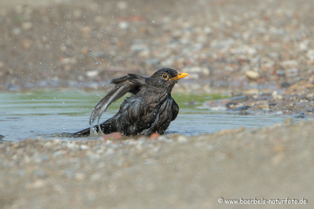 Amsel, Schwarzdrossel