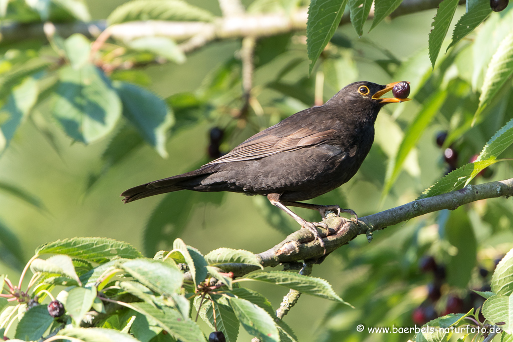 Amsel, Schwarzdrossel