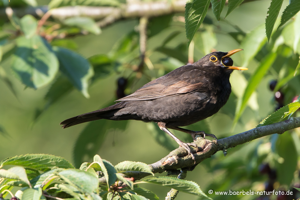 Amsel, Schwarzdrossel