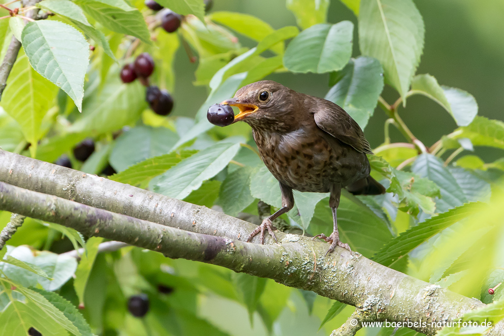 Amsel, Schwarzdrossel