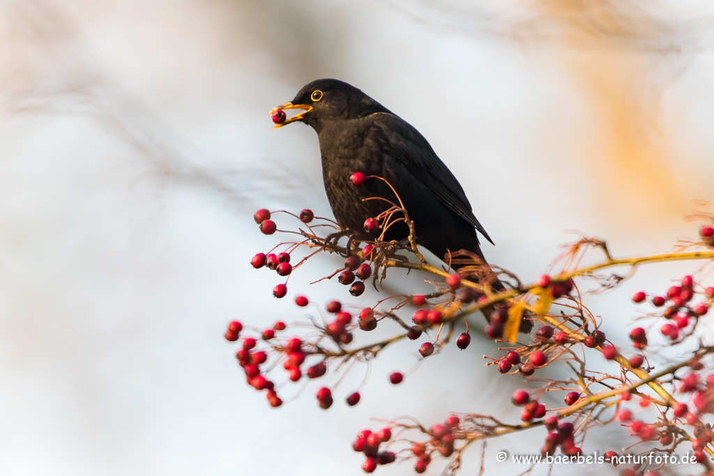 Amsel, Schwarzdrossel