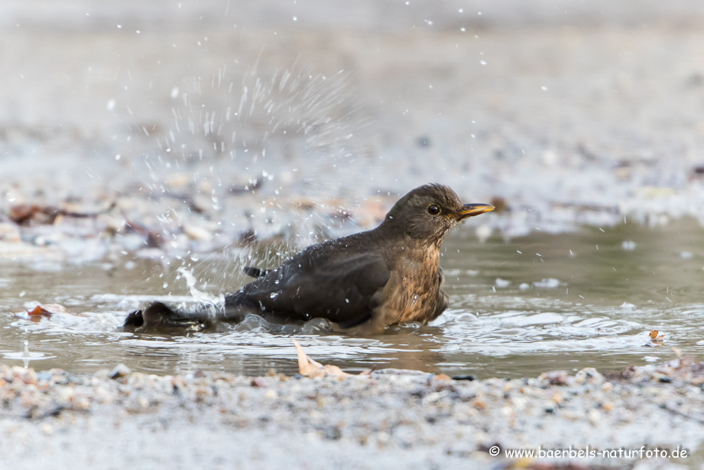 Amsel, Schwarzdrossel