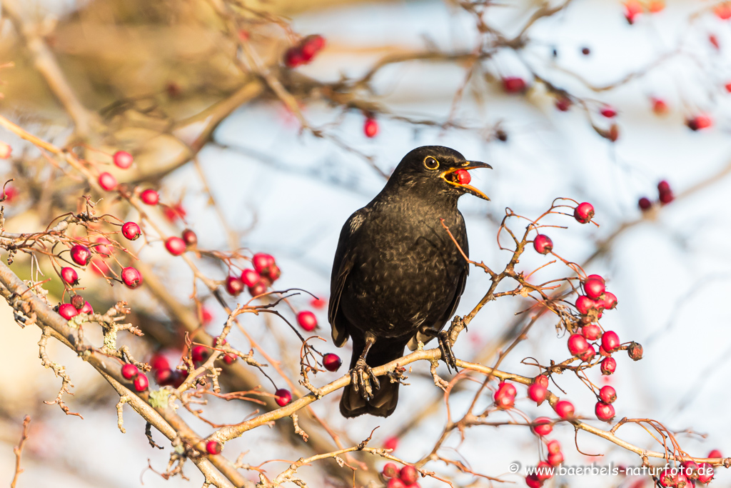 Amsel, Schwarzdrossel