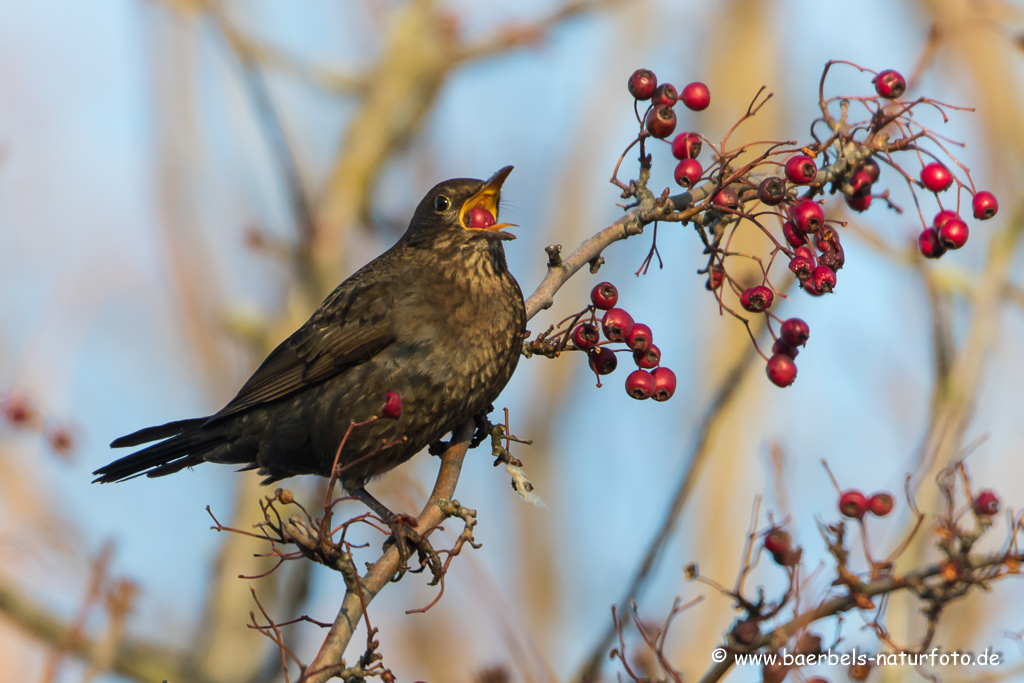 Amsel, Schwarzdrossel