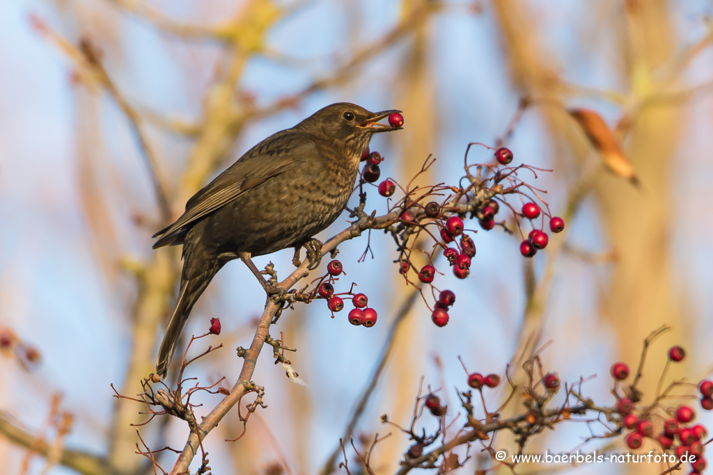 Amsel, Schwarzdrossel