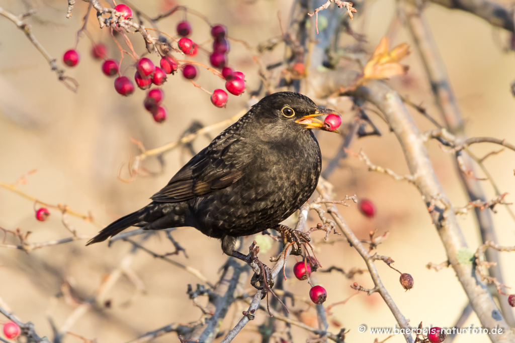 Amsel, Schwarzdrossel