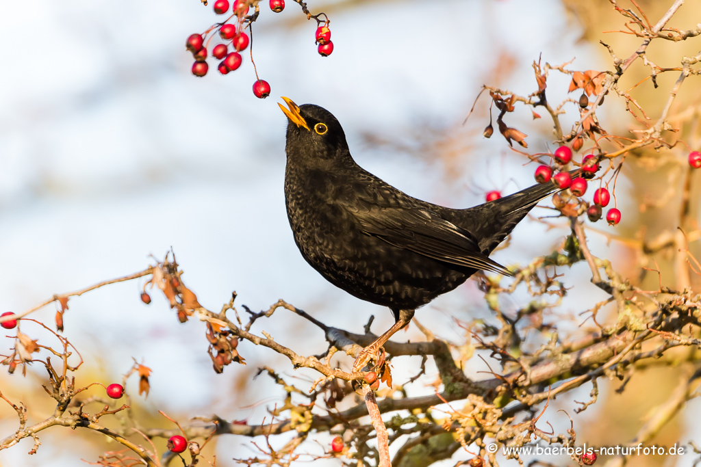 Amsel, Schwarzdrossel