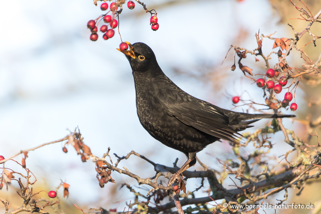 Amsel, Schwarzdrossel