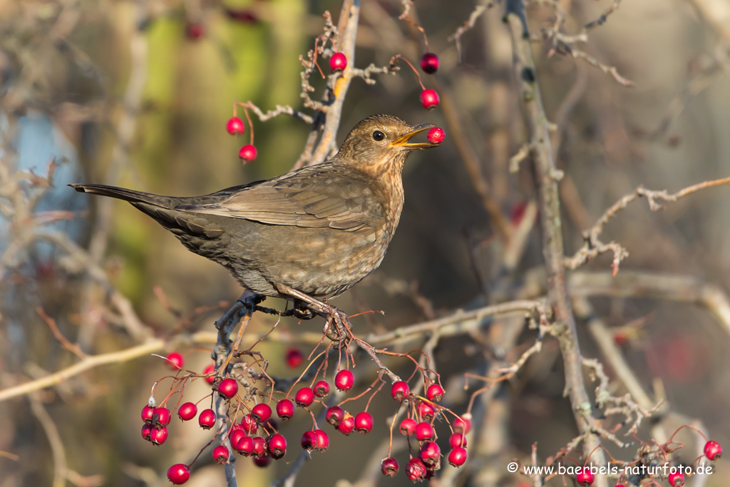 Amsel, Schwarzdrossel