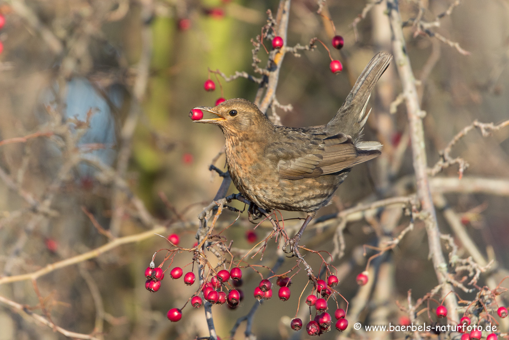 Amsel, Schwarzdrossel