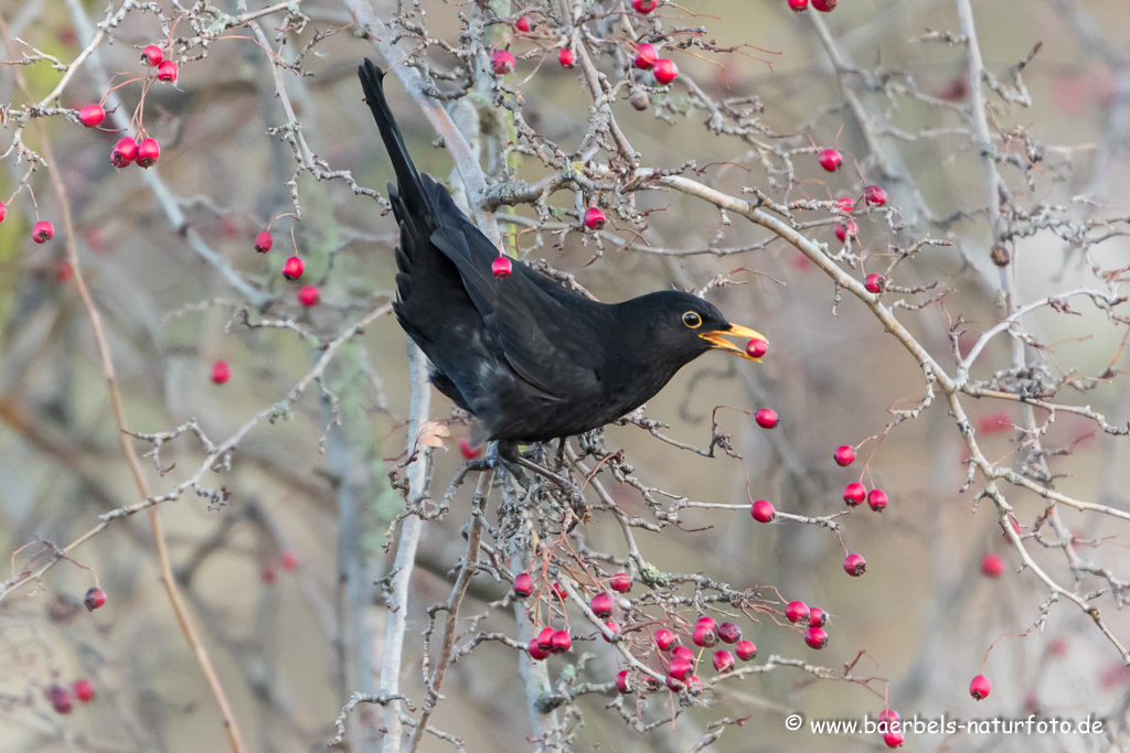 Amsel, Schwarzdrossel