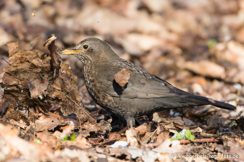 Amsel, Schwarzdrossel