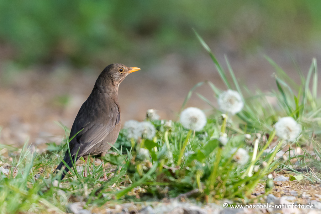 Amsel, Schwarzdrossel