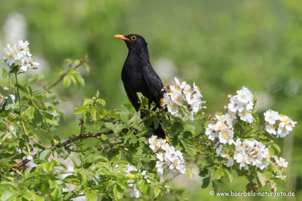 Amsel, Schwarzdrossel