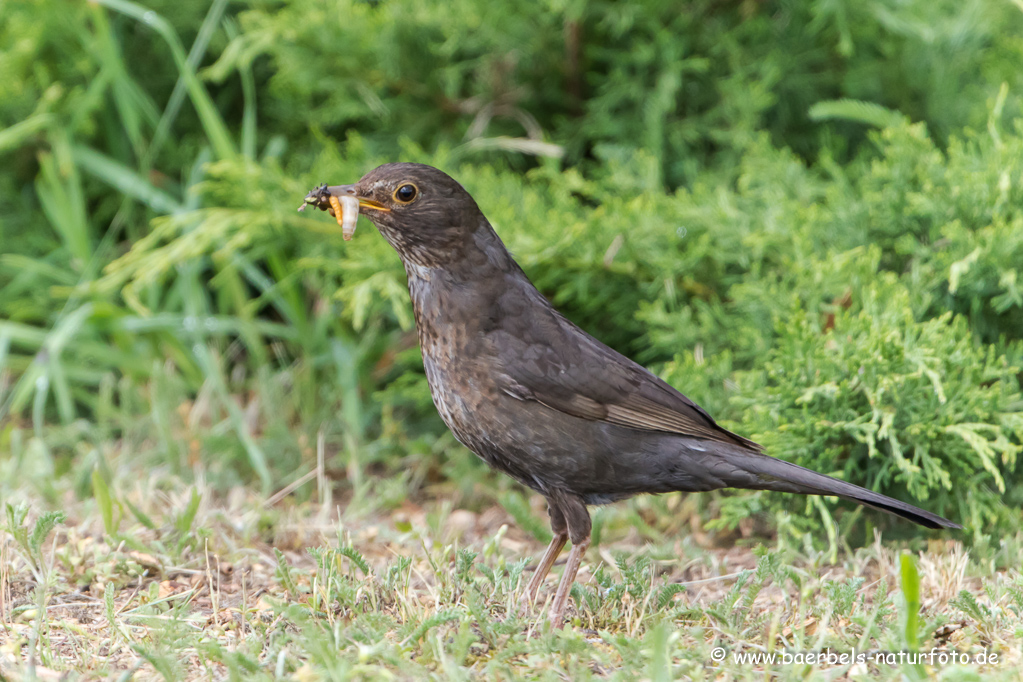 Amsel, Schwarzdrossel