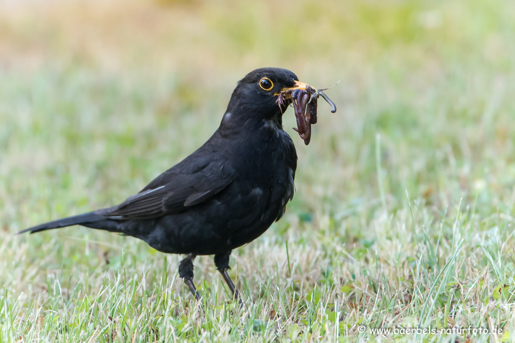 Amsel, Schwarzdrossel