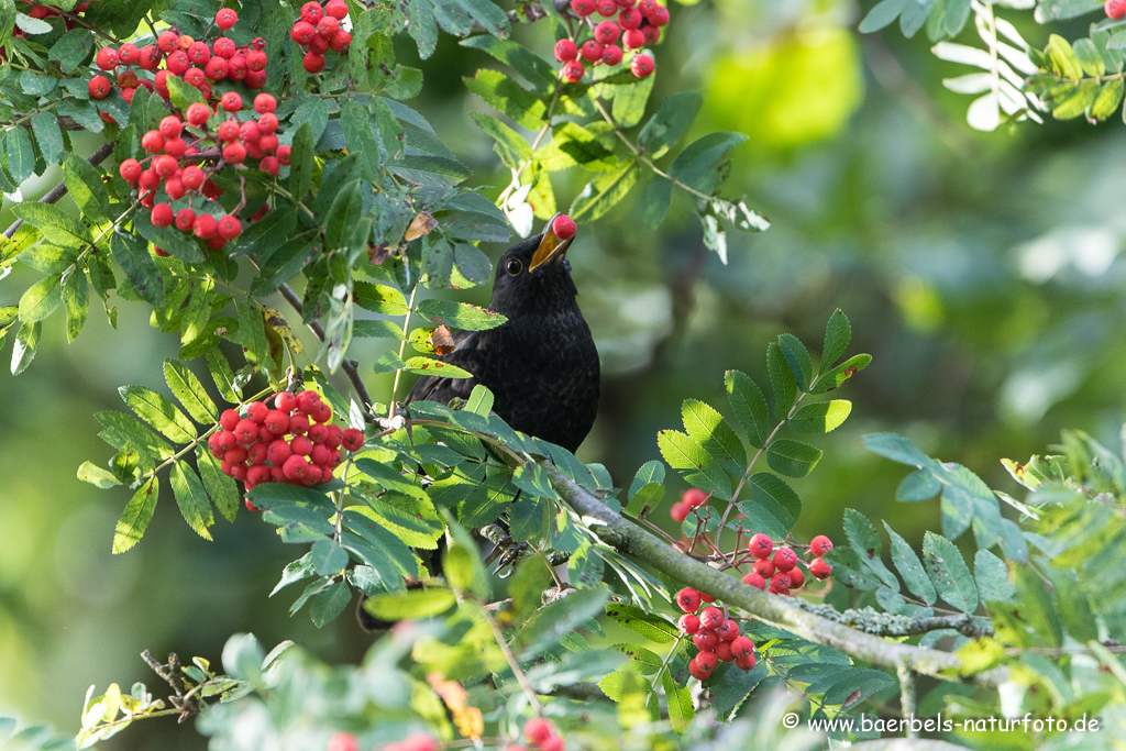 Amsel, Schwarzdrossel