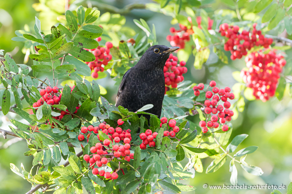 Amsel, Schwarzdrossel